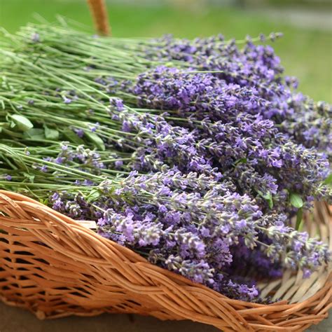 Magical uses of lavendar